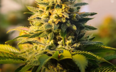 THC pode promover a proliferação de células cerebrais e reduzir a inflamação, mostra estudo