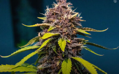 Uso de maconha associado ao alívio sustentado da dor da endometriose e menor uso de opioides ao longo de dois anos, mostra estudo