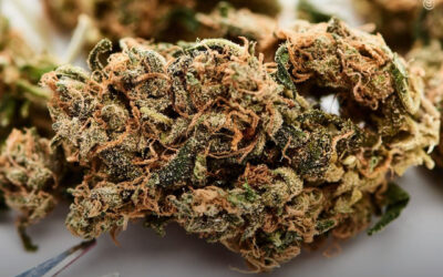 Uso de maconha está associado a melhorias significativas em dores crônicas, ansiedade e transtorno de estresse pós-traumático, revela estudo