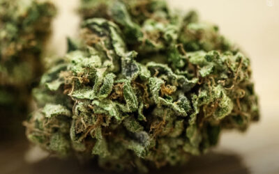 A maconha ajuda as pessoas a reduzir o consumo de opioides e a diminuir os sintomas de abstinência, revela estudo