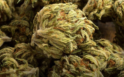 A maconha é comumente percebida como benéfica para pessoas com anorexia e outros transtornos alimentares, revela estudo
