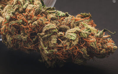 Alemanha: preços da flor de maconha caíram 31% em um ano, com produtos ricos em THC dominando a demanda, revela estudo