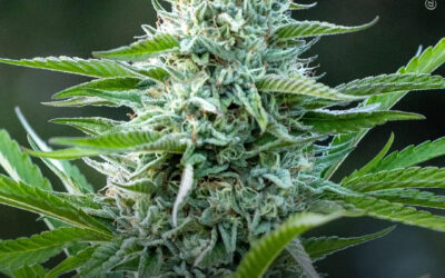 Baixas doses de THC e CBD atuam em sinergia para reduzir a dor da anemia falciforme, descobre estudo