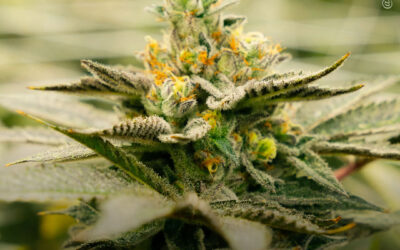 Beta-cariofileno, terpeno da maconha, pode tratar a obesidade, diabetes e colesterol alto, diz estudo