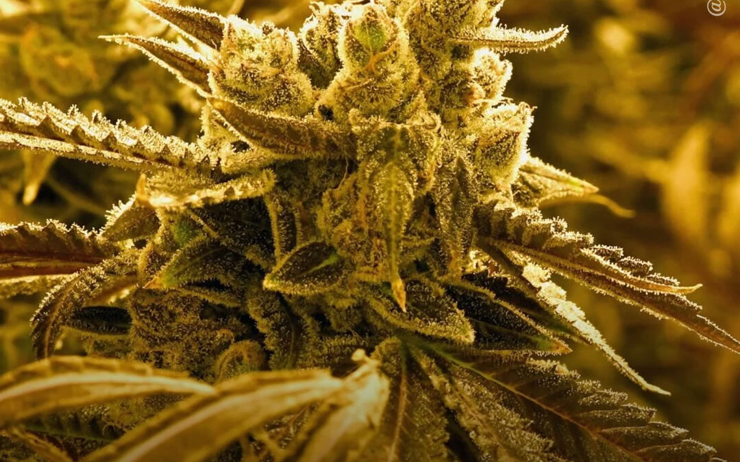 CBG e extrato de maconha de espectro completo reduzem a dor inflamatória em modelos animais, mostra estudo