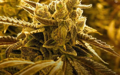 CBG e extrato de maconha de espectro completo reduzem a dor inflamatória em modelos animais, mostra estudo