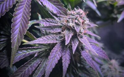 Canabinoide da maconha demonstra efeitos semelhantes aos de antipsicóticos em modelo de esquizofrenia, diz estudo