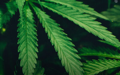 Cientistas identificam pela primeira vez flavoalcaloides raros em folhas de maconha