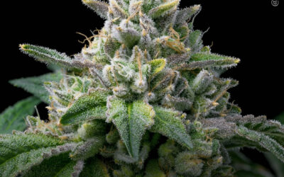 Doses mais elevadas de THC e CBD reduzem a hipersensibilidade ao frio em modelo de doença de Parkinson, mostra estudo