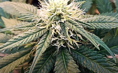 Estudo com pacientes com câncer revela que pelo menos 80% dos usuários de maconha relatam melhora nos sintomas e na qualidade de vida