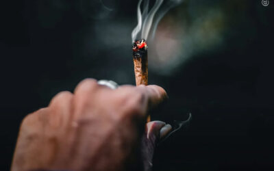 Estudo não encontra diferença significativa na rigidez arterial entre usuários e não usuários de maconha