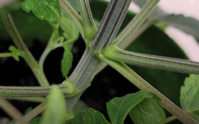 Extrato do caule da maconha suprime o crescimento induzido por BPA em células de câncer de mama humano, descobre estudo