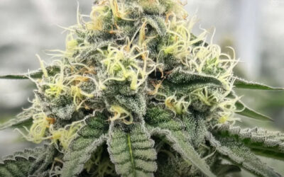 Extratos da flor da maconha demonstram potencial antidiabético, revela estudo