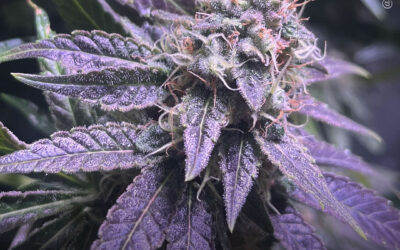 Extratos de maconha estão associados à redução da dor e do uso de opioides em mulheres com endometriose, descobre estudo