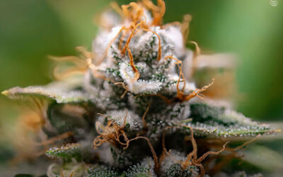 O THC ativa diretamente os receptores de dopamina D2, revelando uma via de sinalização até então desconhecida, descobre estudo