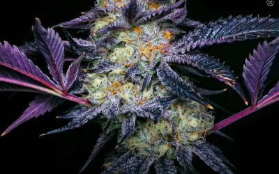 O uso de maconha está associado a melhor atenção e controle inibitório em pessoas com transtorno bipolar, revela estudo