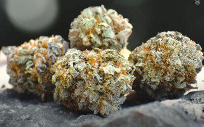 O uso de maconha não afeta a recuperação da força após cirurgia de transposição de nervos, conclui estudo