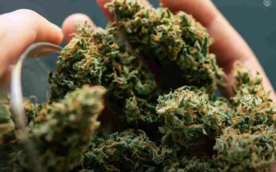 Pacientes com depressão e teste positivo para THC não apresentaram risco aumentado de reinternação psiquiátrica ou maior tempo de internação hospitalar, conclui estudo