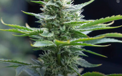 Pacientes que utilizam maconha apresentam melhora na frequência de convulsões em 67,6% dos casos, mostra estudo