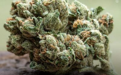 Países Baixos: experimento com maconha regulamentada resulta em preços mais baixos e maior variedade de produtos sem aumentar o consumo, mostra relatório