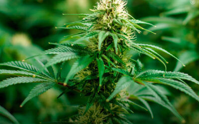 THC pode potencializar os efeitos analgésicos da oxicodona e retardar o desenvolvimento de tolerância, diz estudo