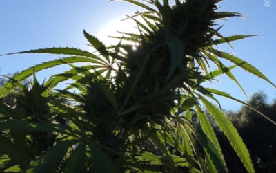 Temperaturas de 45°C reduzem a produção de THC e CBD em plantas de maconha, revela estudo
