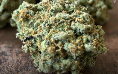 Uso de maconha está associado a um menor risco de diabetes, hipertensão e outras doenças metabólicas, mostra estudo com 91.000 pessoas