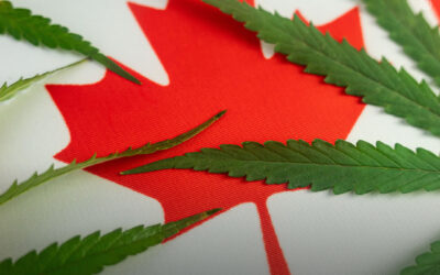 A maconha agora é a quinta maior cultura comercial do Canadá