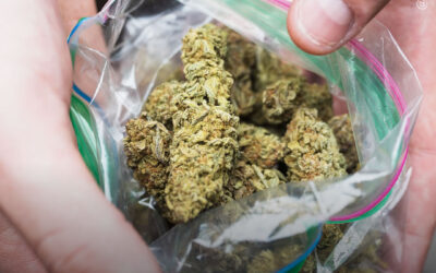 Alemanha: legalização do uso adulto não aumentou o consumo anual ou intenso de maconha, conclui estudo com mais de 35.000 participantes
