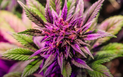 CBG e terpenos da maconha suprimem danos ao DNA e mutagenicidade relacionados ao refluxo em células esofágicas humanas, mostra estudo