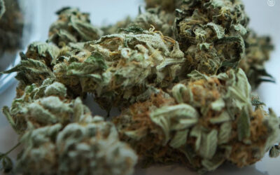 Canadá: abertura de lojas de maconha licenciadas não esteve associada ao aumento da criminalidade em Toronto e Ottawa, conclui estudo