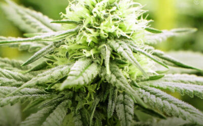 Estudo identifica compostos da planta de maconha com potencial para atingir proteína ligada ao câncer de pulmão