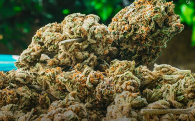 Estudo não encontra diferenças cognitivas significativas entre pacientes com epilepsia com e sem uso recente de maconha