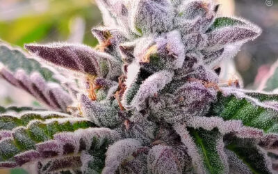 Extratos de maconha ricos em THC desencadeiam a morte de células leucêmicas e sinais de resposta imunológica, descobre estudo