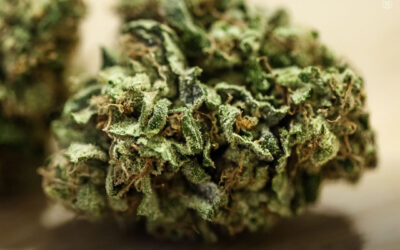 Os rótulos Indica, Sativa e Híbrido não são indicadores confiáveis dos efeitos da maconha, conclui revisão científica