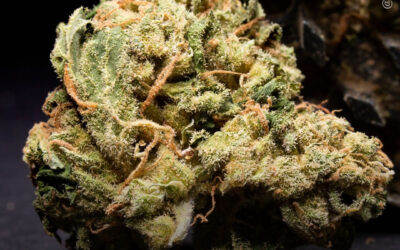 Pesquisa com 818 pessoas com doenças reumáticas e musculoesqueléticas revela que 80% dos usuários atuais de maconha relatam menos dor e 74% dormem melhor
