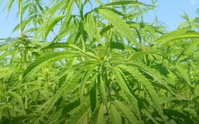 Resíduos da cannabis podem ser convertidos em materiais que estimulam o crescimento de células-tronco humanas, descobre estudo