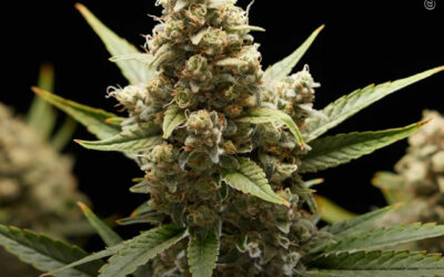 THC reduz a inflamação cerebral e os danos oxidativos causados por uma dieta rica em frutose, descobre estudo