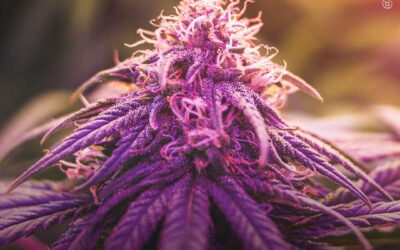 THCA, CBDA e outros canabinoides ácidos mostram-se promissores para epilepsia, ansiedade, depressão e doenças neurodegenerativas, mostra análise