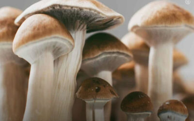 Usuários de maconha e psilocibina relatam níveis de estresse mais baixos e maior bem-estar mental do que usuários que consomem apenas maconha, revela estudo